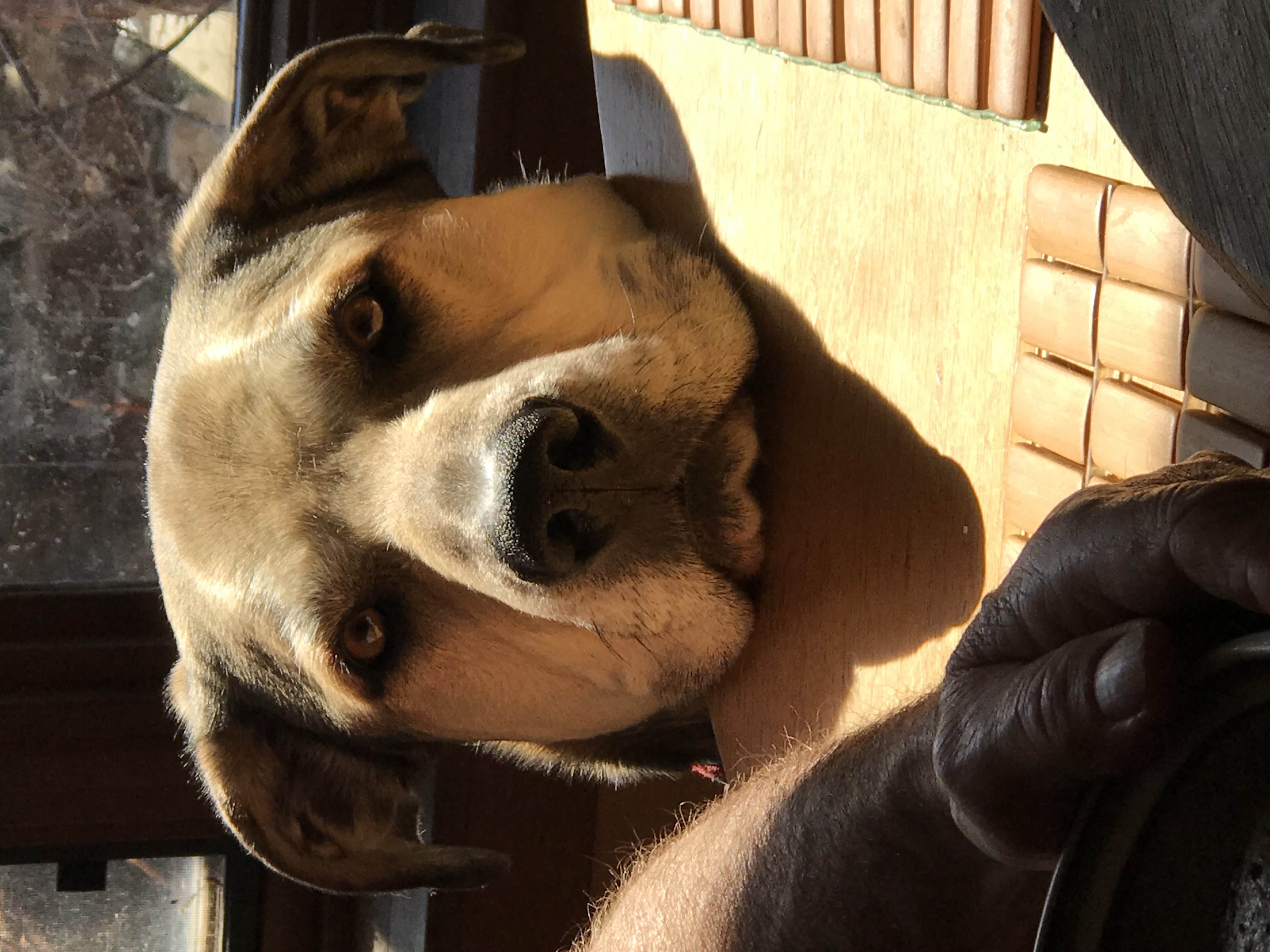 Boz